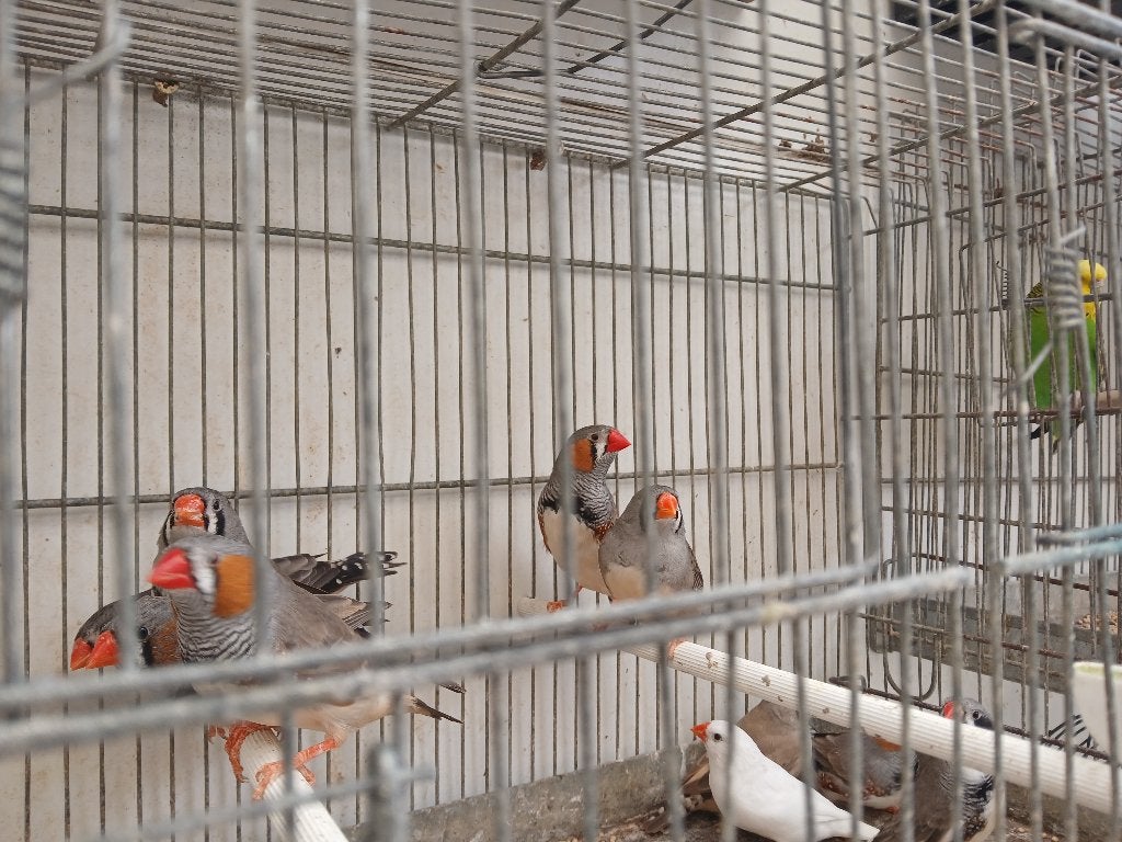 koppels zebravinken klaar voor de kweek, Animaux & Accessoires, Oiseaux | Oiseaux Autre
