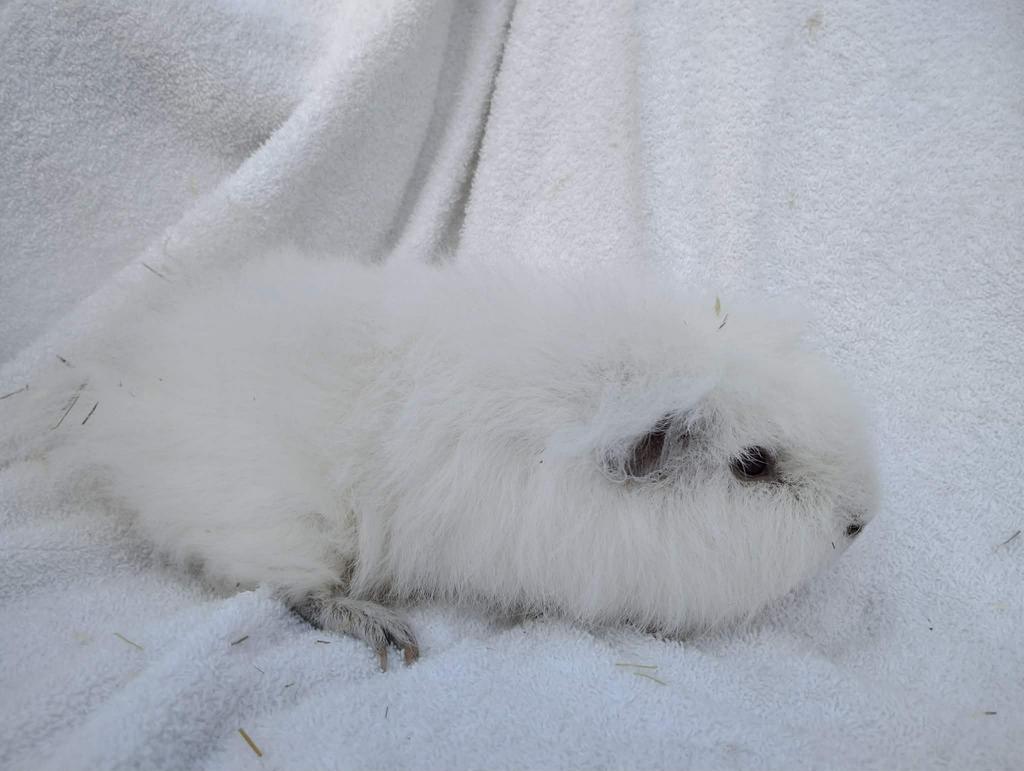 Ch teddy cavia, Animaux & Accessoires, Rongeurs, Mâle, Domestique, Novembre, Cobaye