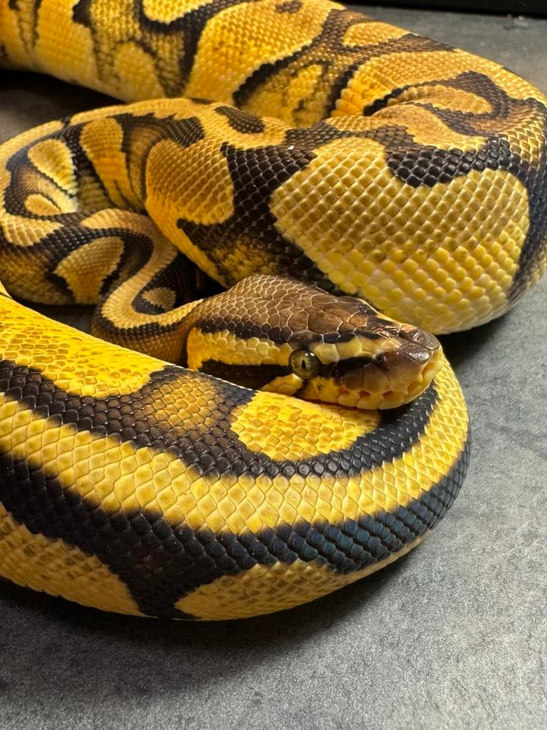 Diverse python regius koningspython, Serpent, Domestique, 0 à 2 ans