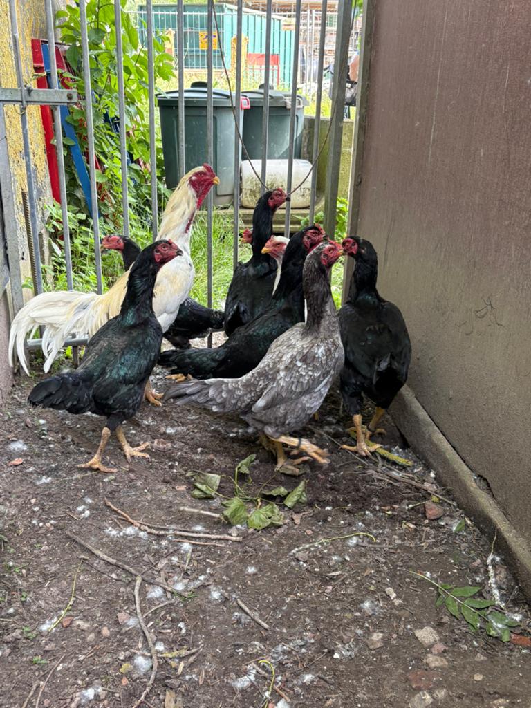 Masque et shampoing Kulang, Femelle, Poule ou poulet