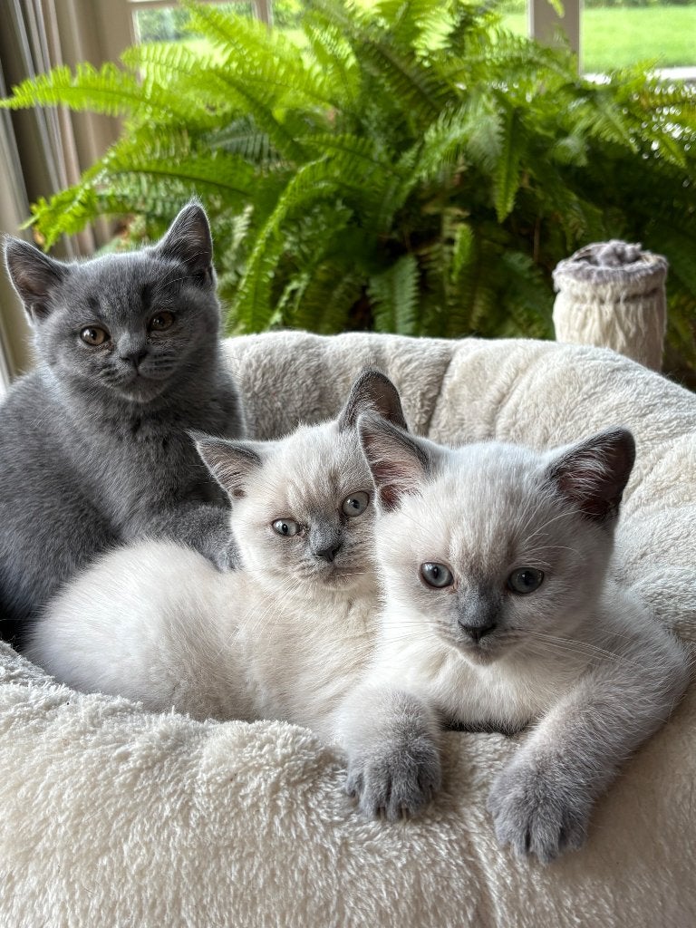 Brits Korthaar, Chatte ou Chat, Avec pedigree, 0 à 2 ans