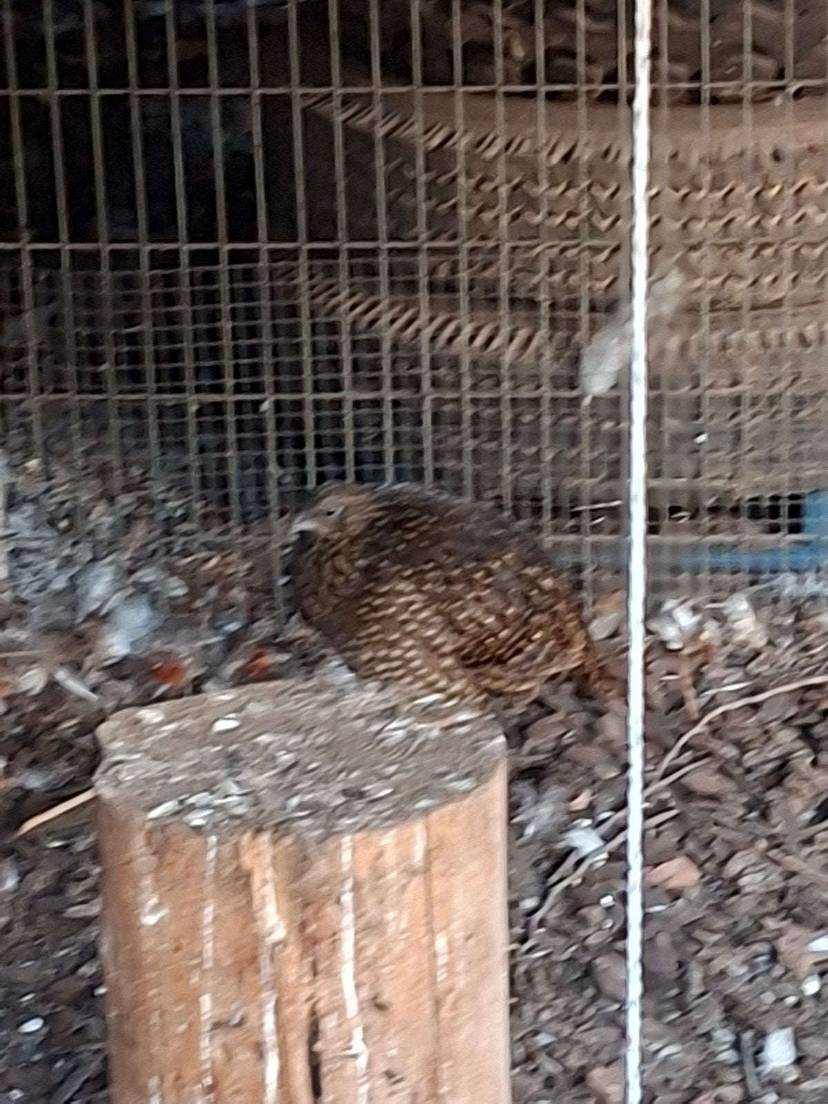 satyr tragopaan fazanten, Dieren en Toebehoren