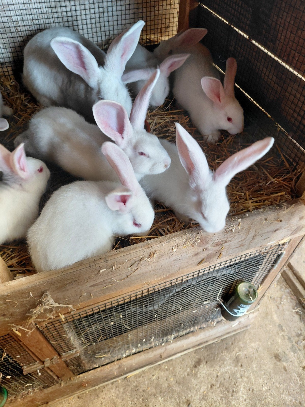 Mooie nest jonge vleeskonijnen groot ras, Dieren en Toebehoren, Konijnen, Meerdere dieren, Groot