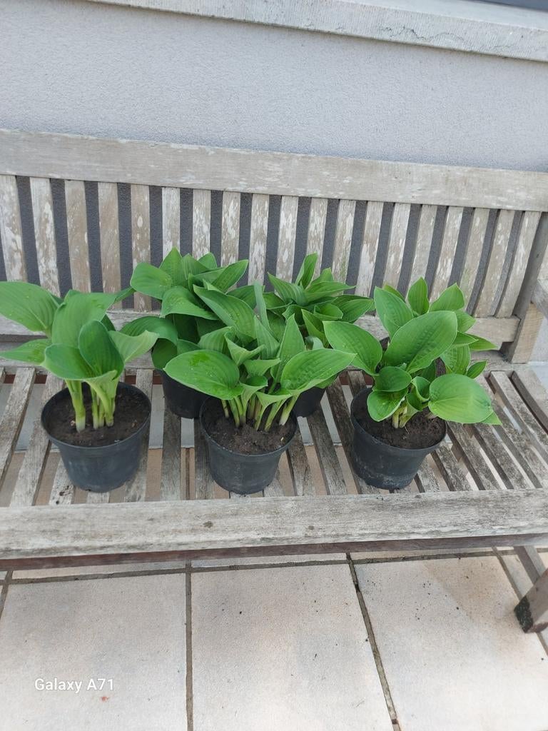 hosta's, Tuin en Terras, Ophalen