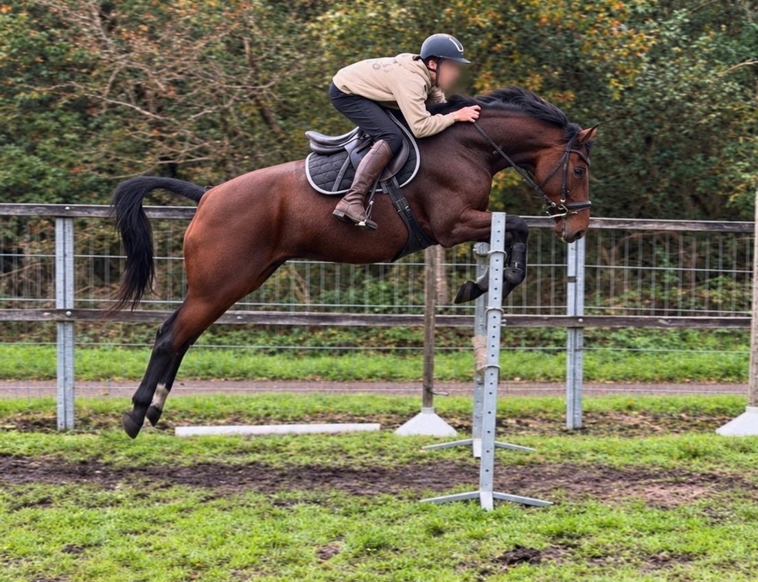 Goed opgeleide 13-jarige Ruin voor Dressuur & Springen !!, Dieren en Toebehoren, Gechipt, Ruin, M, 160 tot 165 cm