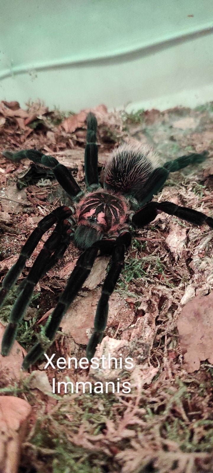 Xenesthis immanis vrouwtje