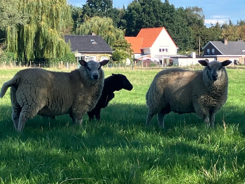 Jonge ooien, Animaux & Accessoires