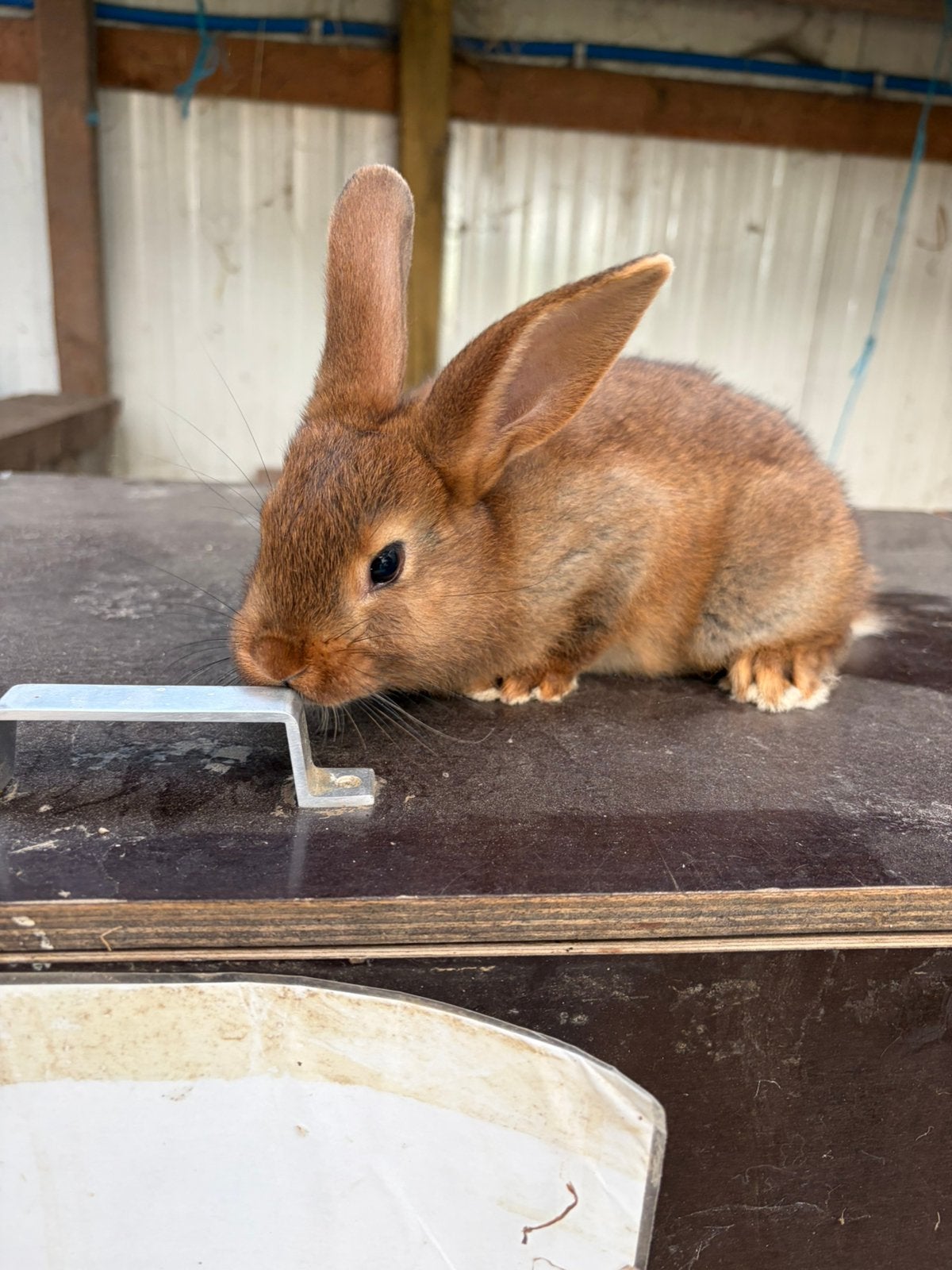 Kleine konijntjes, Dieren en Toebehoren, Konijnen