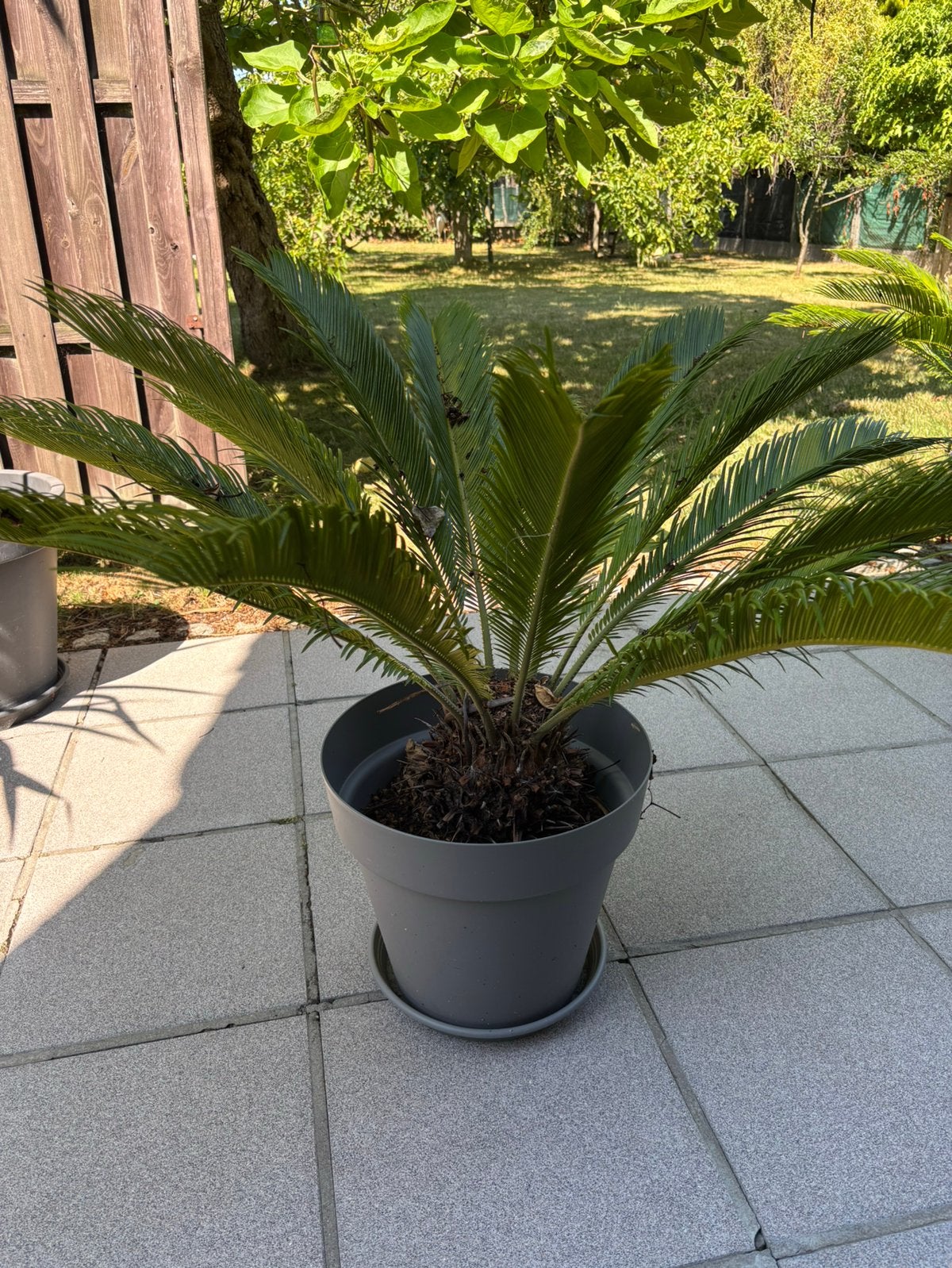 palmboom in pot, Tuin en Terras, Planten | Bomen, Ophalen, In pot, Palmboom