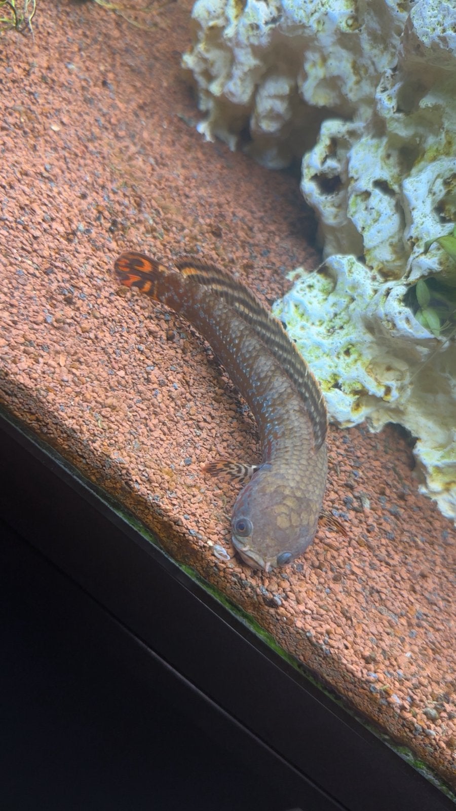 Channa Bleheri, Vis, Zoetwatervis