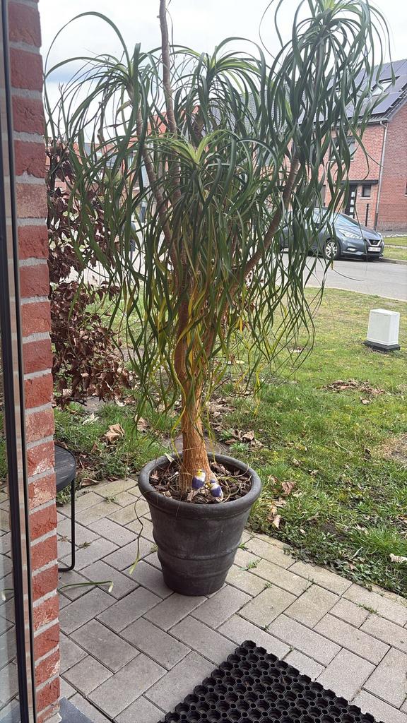 Beaucarnea recurvata, Halfschaduw, Overige soorten, 100 tot 250 cm, Zomer