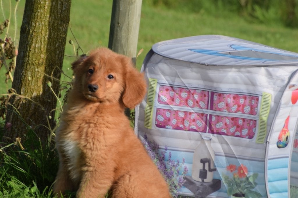 Nova scotia duck tolling retriever pups, België, Overige rassen, 8 tot 15 weken, Meerdere