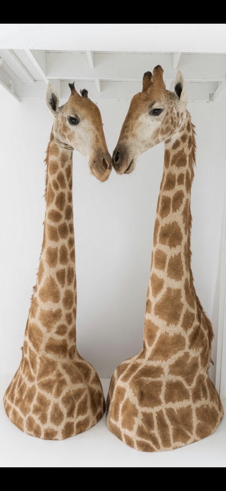 Taxidermie giraf koppel, Enlèvement