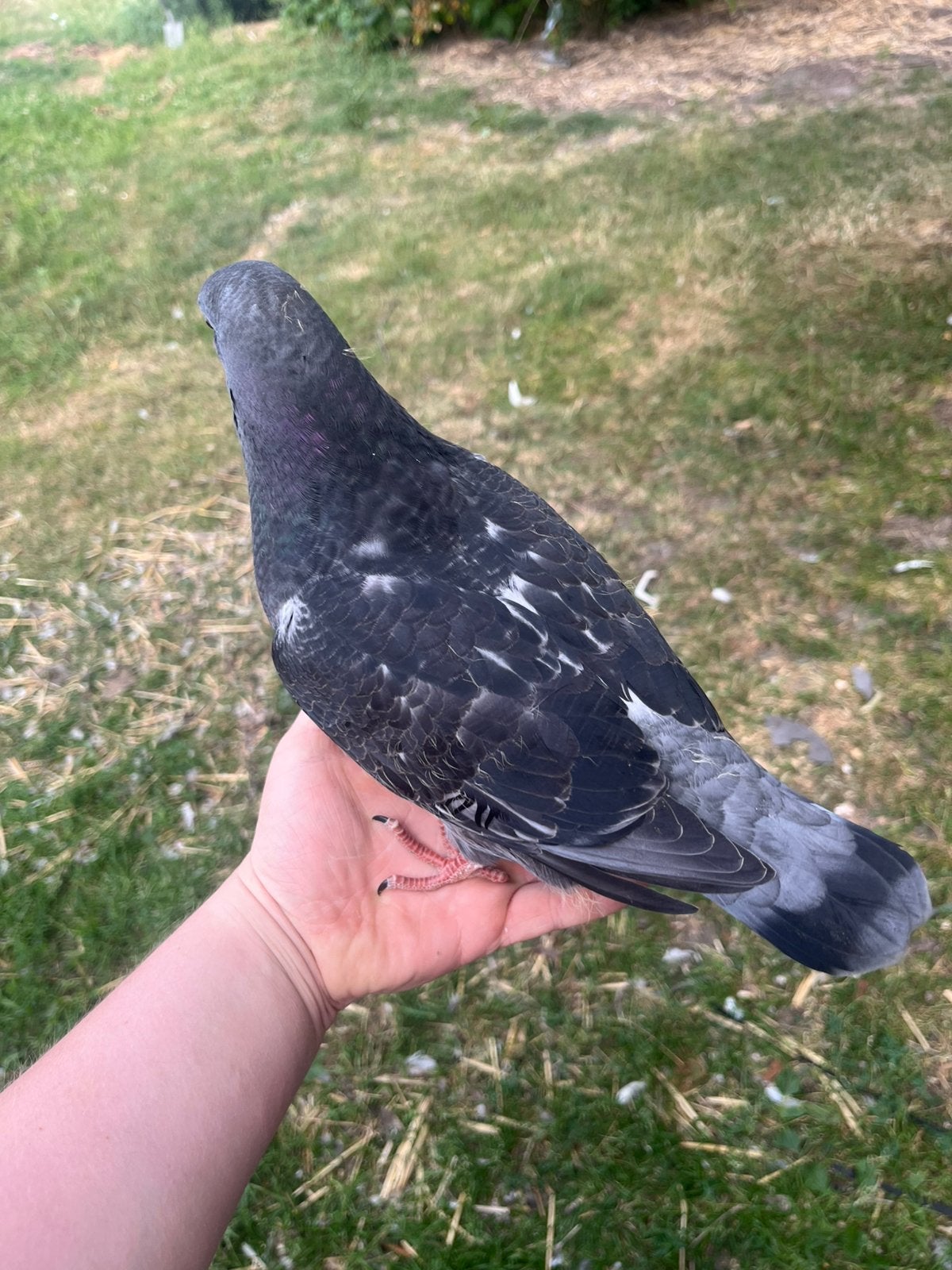 Jonge groote kingduiven, Dieren en Toebehoren, Vogels | Duiven