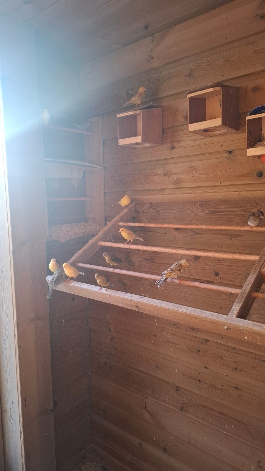 kanariejongen, Animaux & Accessoires, Oiseaux | Canaris