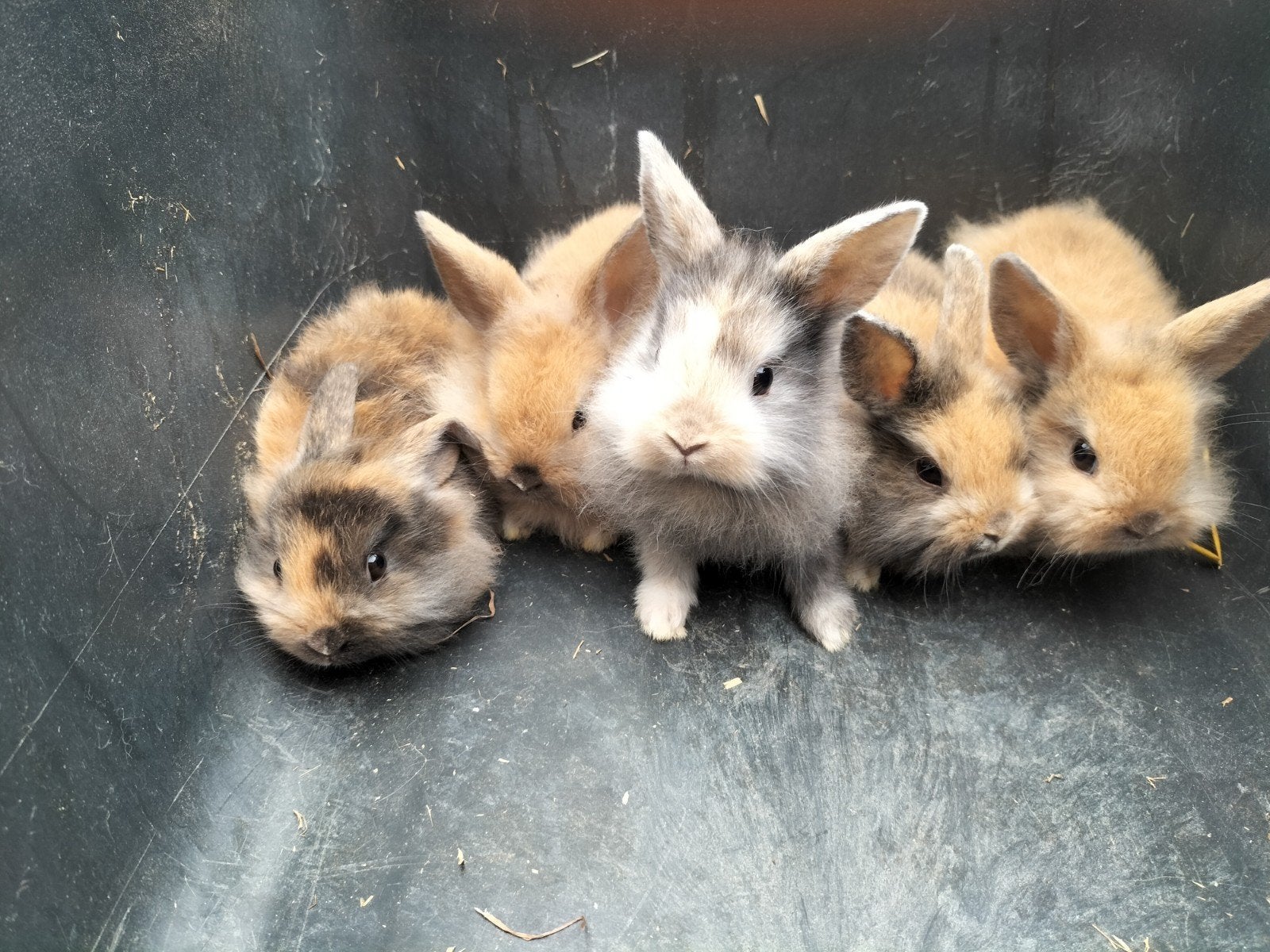 5 tamme dwerg konijntjes, Dwerg
