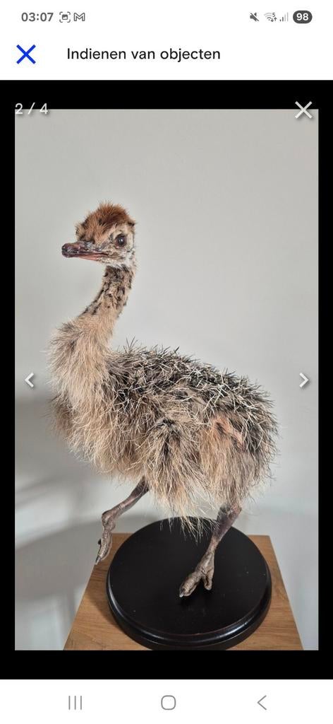 Opgezet Struisvogelkuiken taxidermie, Ophalen of Verzenden