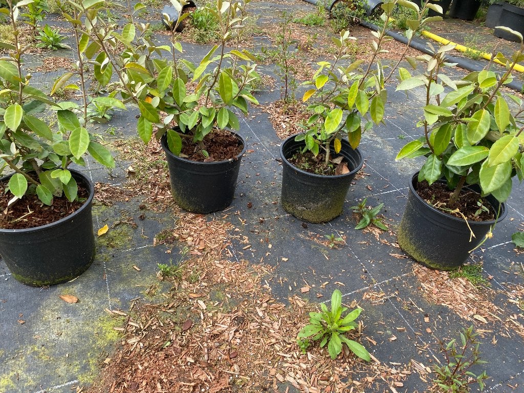 Saule olivier (Elaeagnus Ebbingei), Enlèvement, Arbuste