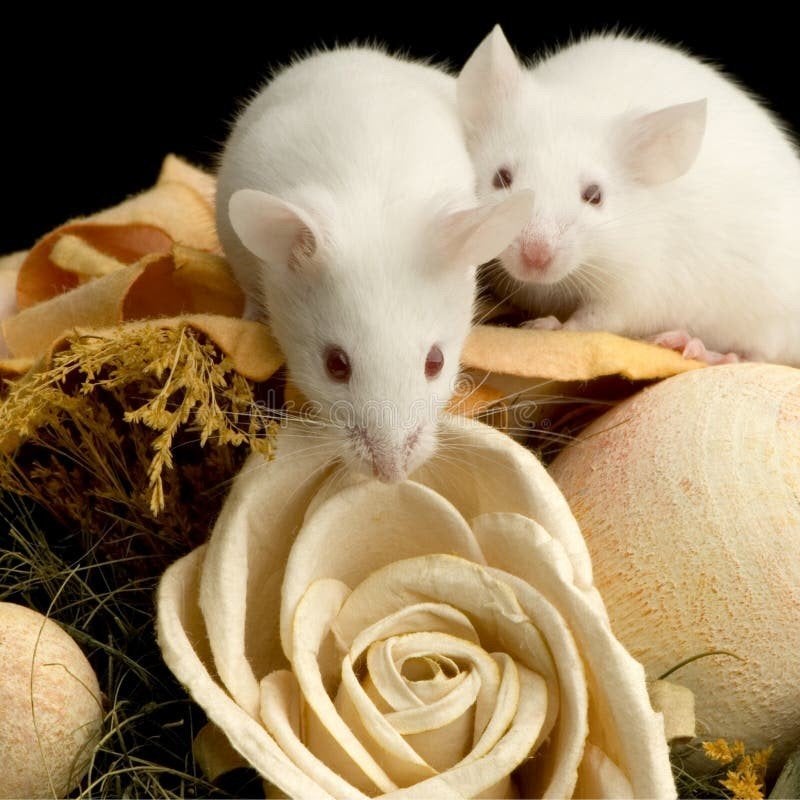 voedermuizen, Dieren en Toebehoren