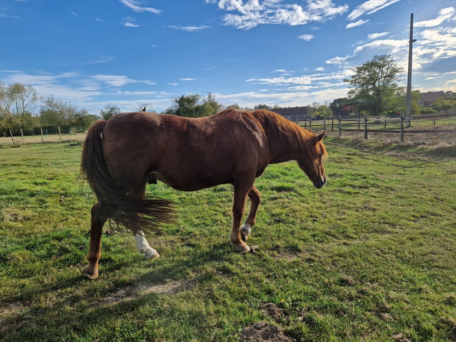 box cheval a estinnes, Animaux & Accessoires, Élevage, 1 cheval ou poney