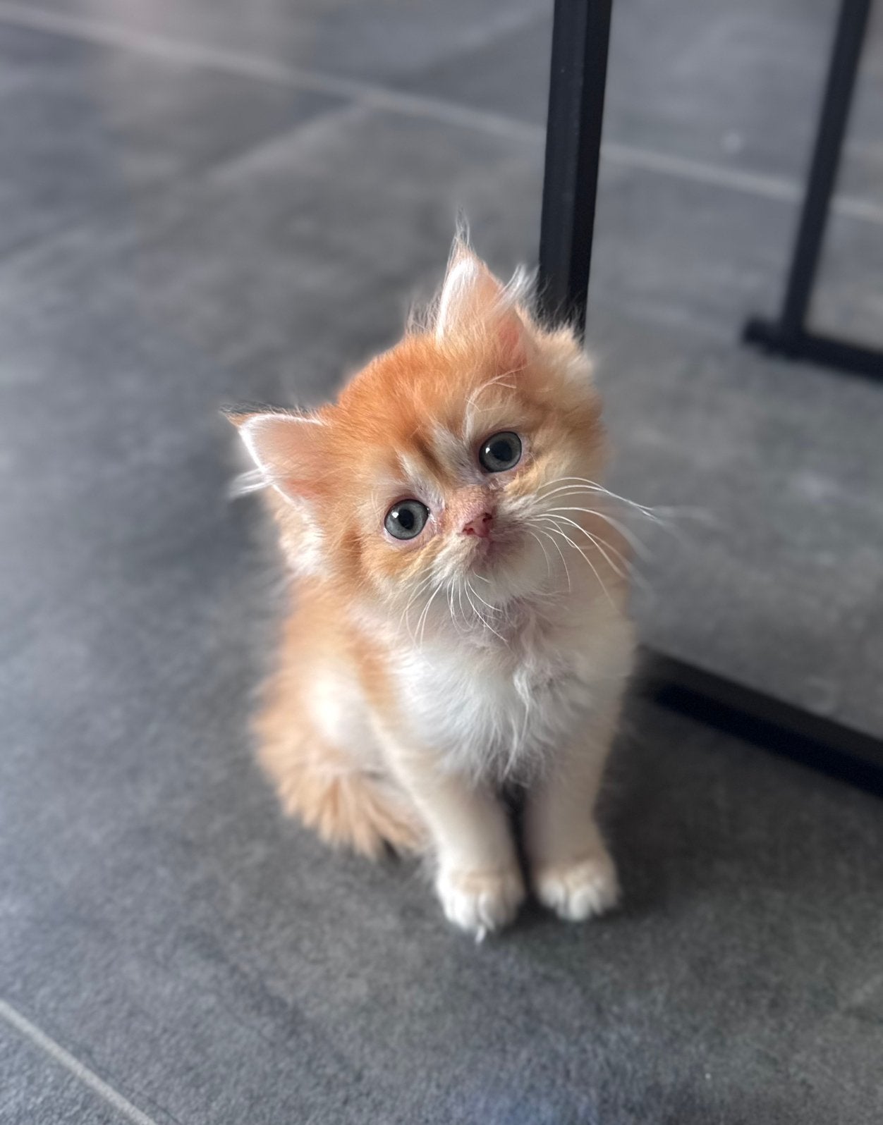Titus zoekt nog een gouden mandje ️, Chat, Avec puce électronique, 0 à 2 ans