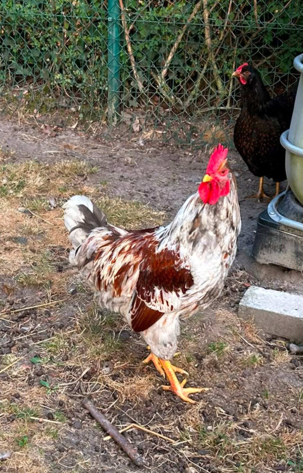 Barnevelder haan, Dieren en Toebehoren