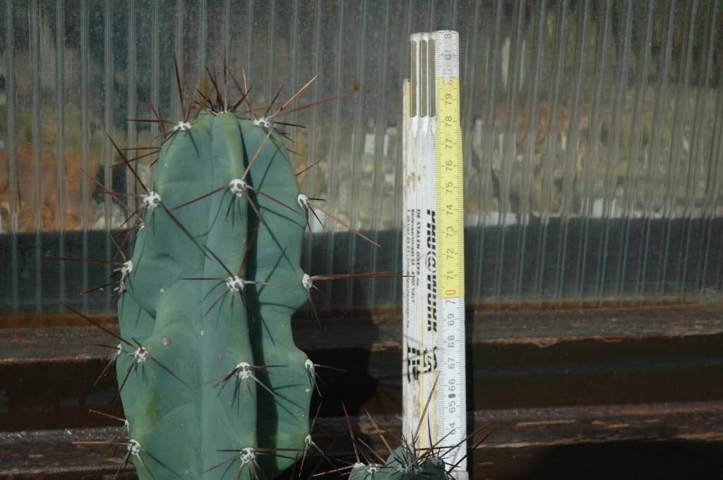 Cactus : Cereus peruvianus monstruosis, Huis en Inrichting, Kamerplanten, Ophalen, Minder dan 100 cm, Groene kamerplant, In pot