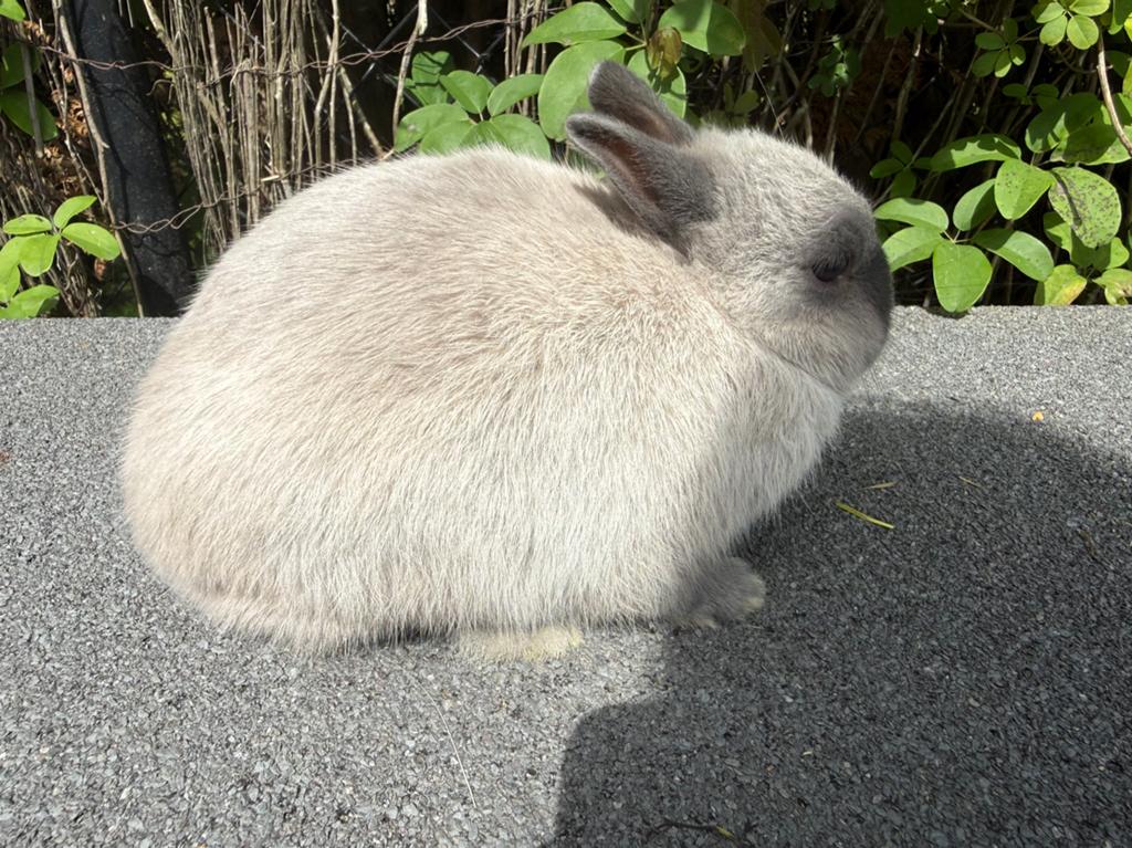 Kleurdwerg ram, Dieren en Toebehoren, Konijnen, Mannelijk, Dwerg, 0 tot 2 jaar