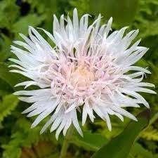 Stokesia Alba aan opruimprijs, Jardin & Terrasse, Plantes | Jardin, Enlèvement, Mi-ombre