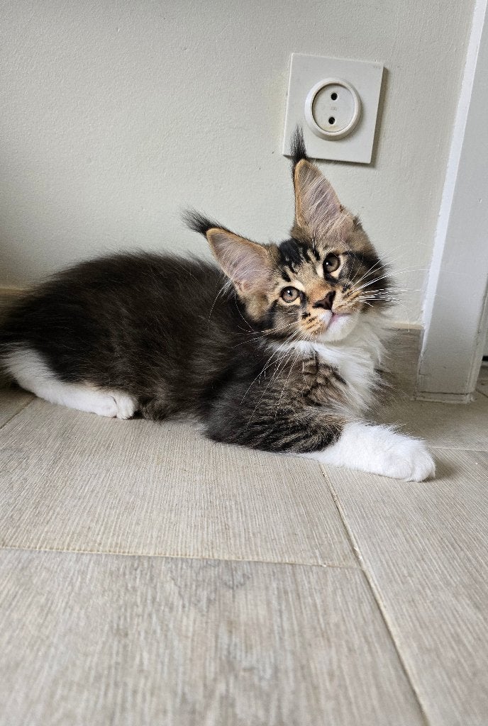 Maine Coon kater, Animaux & Accessoires, Chats & Chatons | Chats de race | Poil long, Chat, 0 à 2 ans, Avec puce électronique