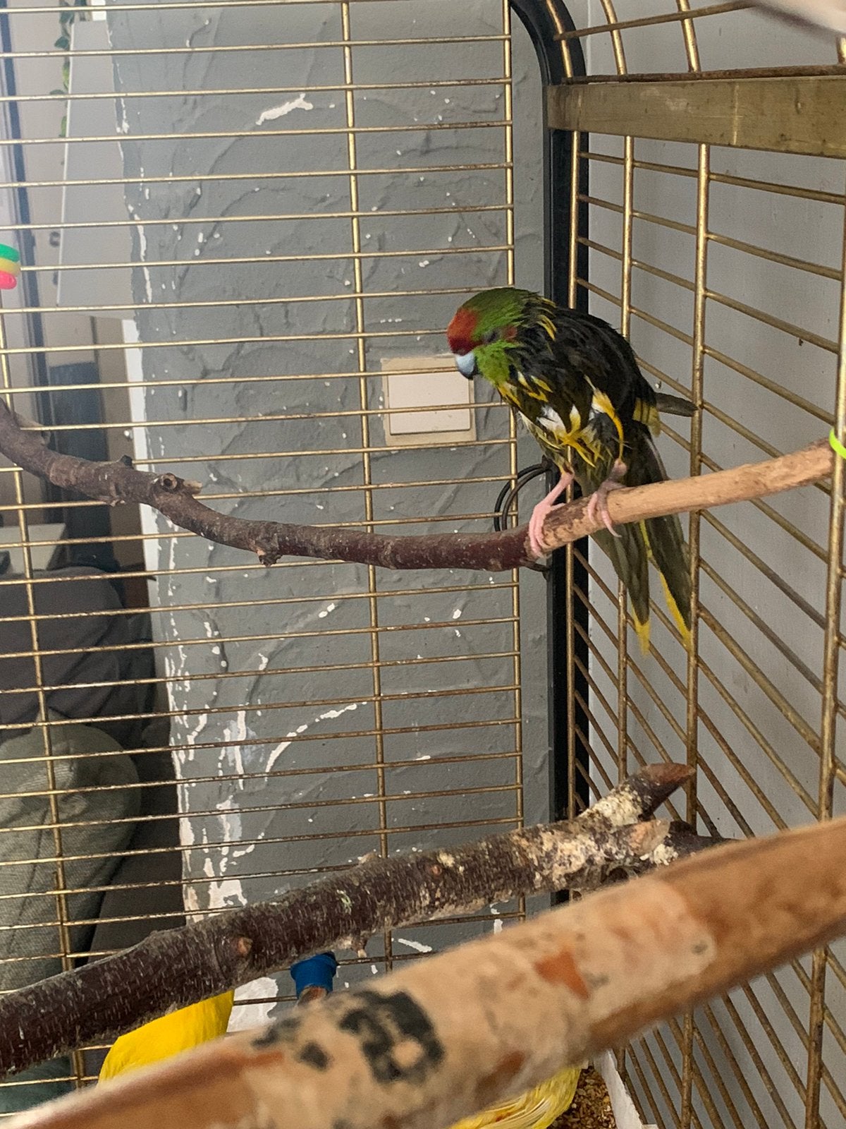 3 kakarikis