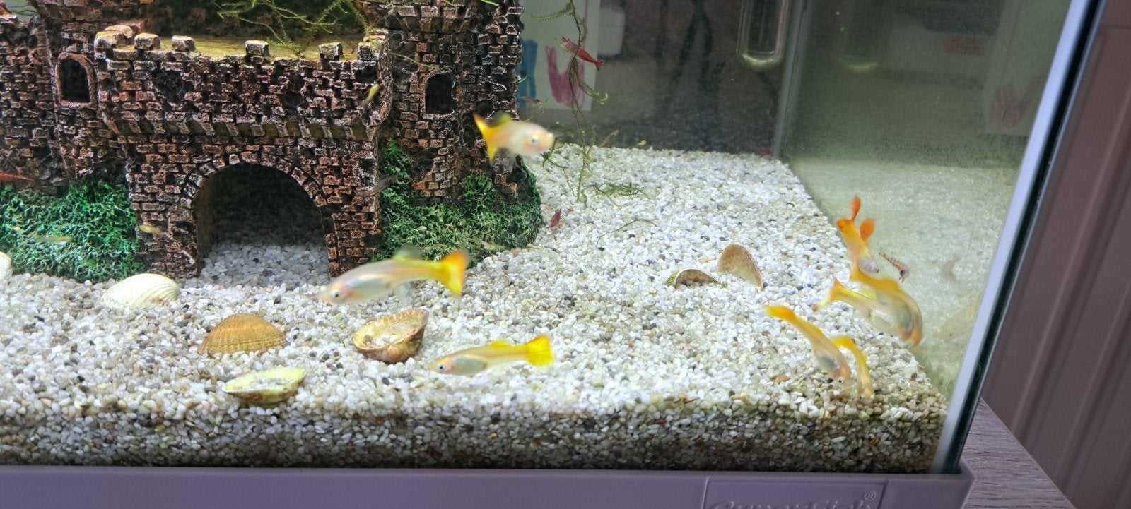 Baby guppy´s, Dieren en Toebehoren