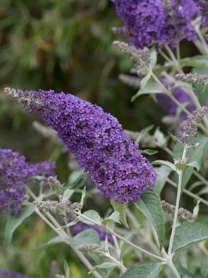 Buddleja "lochinch" (vlinderstruik), Tuin en Terras, Ophalen, Vlinderstruik, Struik, 100 tot 250 cm