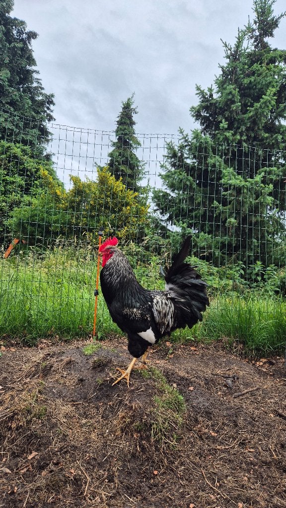 Barnevelder Haan  Zilver-dubbelgezoomd Raszuiver kweekhaan, Dieren en Toebehoren, Mannelijk, Kip