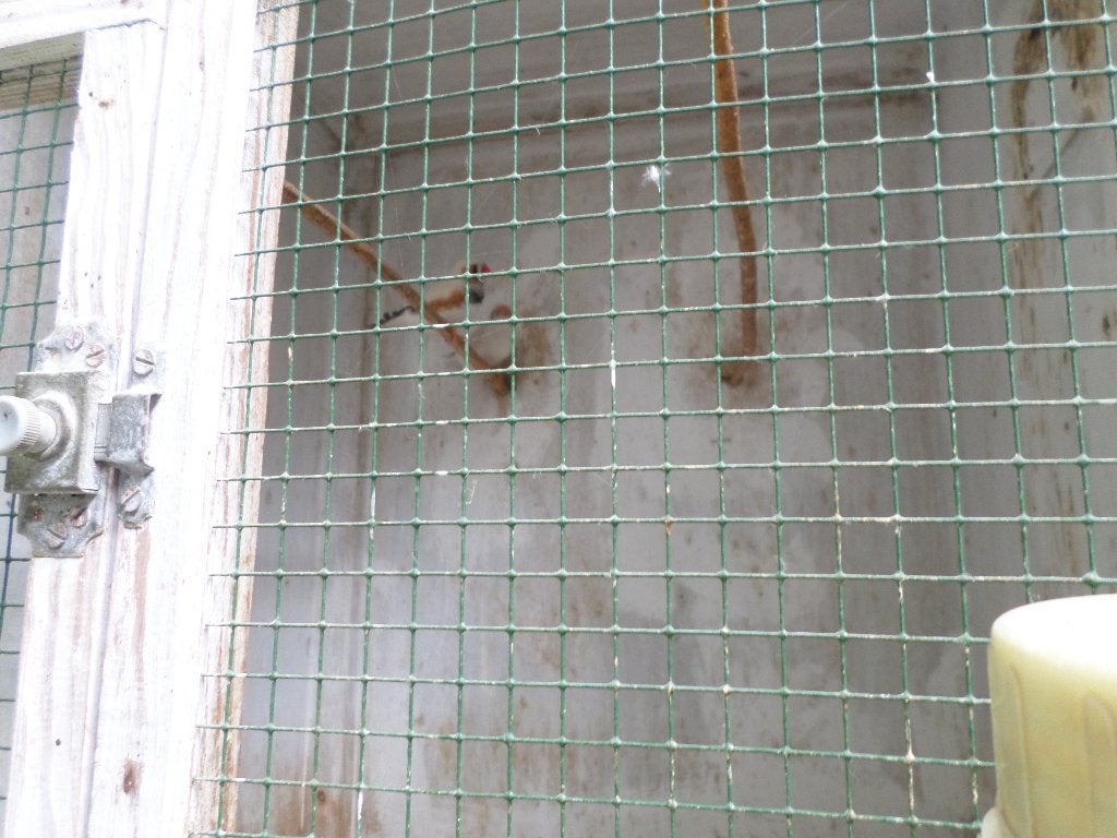 zebravinken, Dieren en Toebehoren