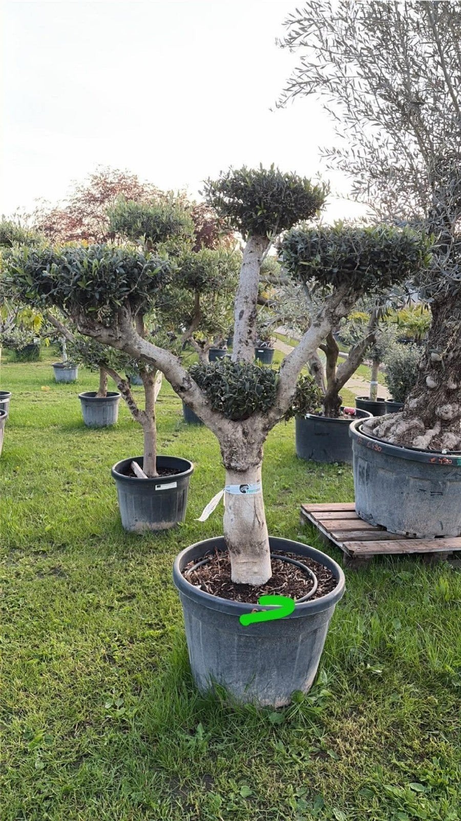 ‼️olijfbomen olea europaea plato aan promoprijzen ‼️, Ophalen