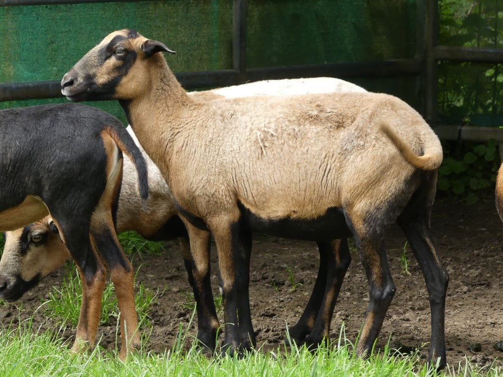 kameroen schapen, Mai, Femelle