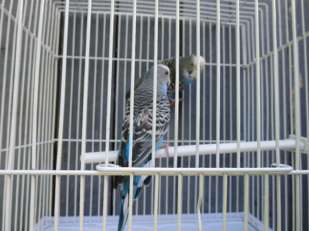 perruche bleue (couple) avec volière, Animaux & Accessoires, Enlèvement, Utilisé, Volière
