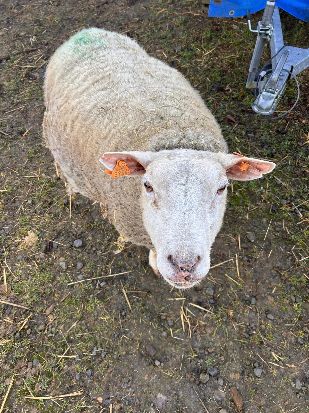 TEXELSE SCHAPEN, Dieren en Toebehoren, Vrouwelijk, Schaap, 0 tot 2 jaar