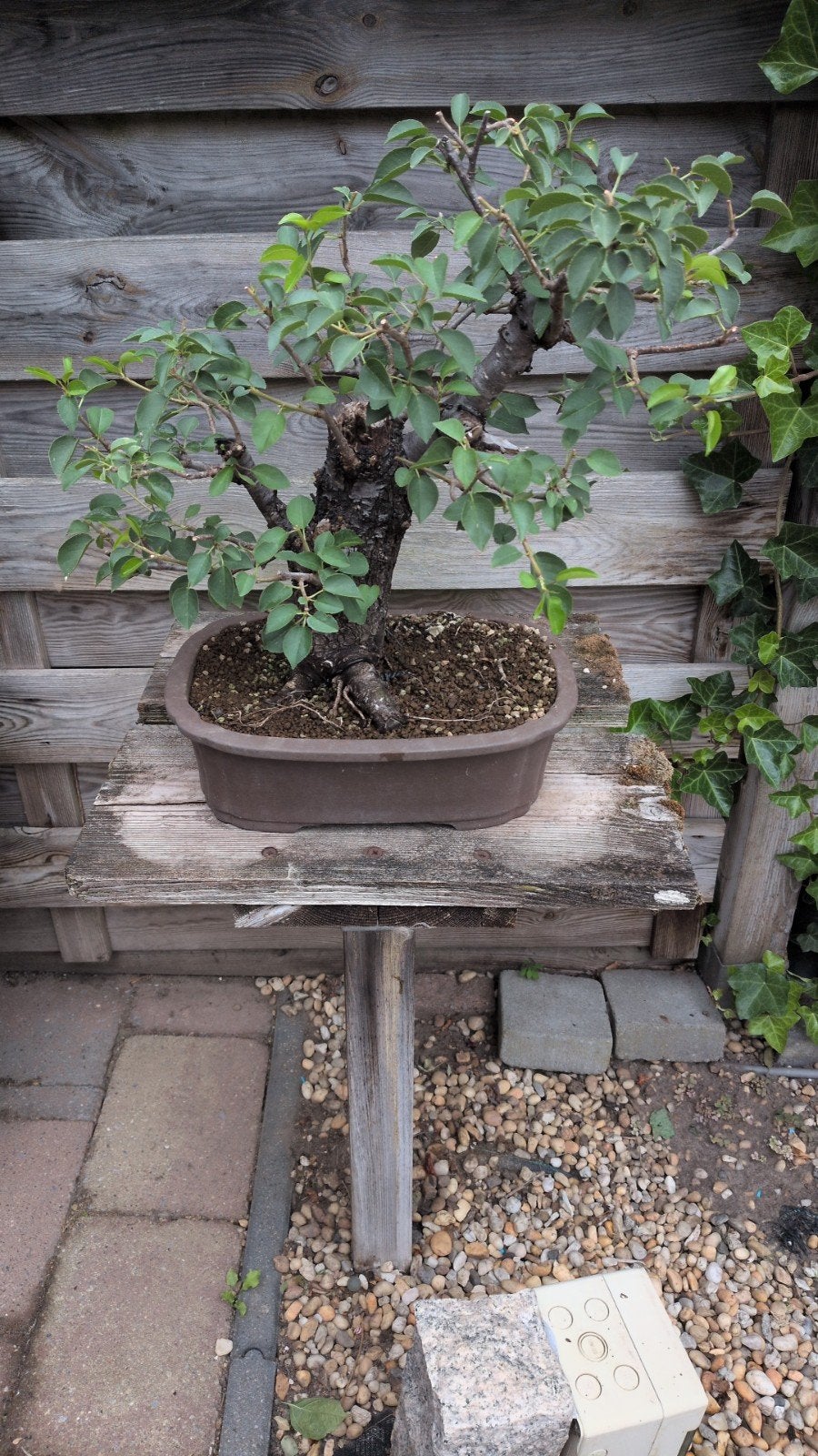 bonsai, Enlèvement
