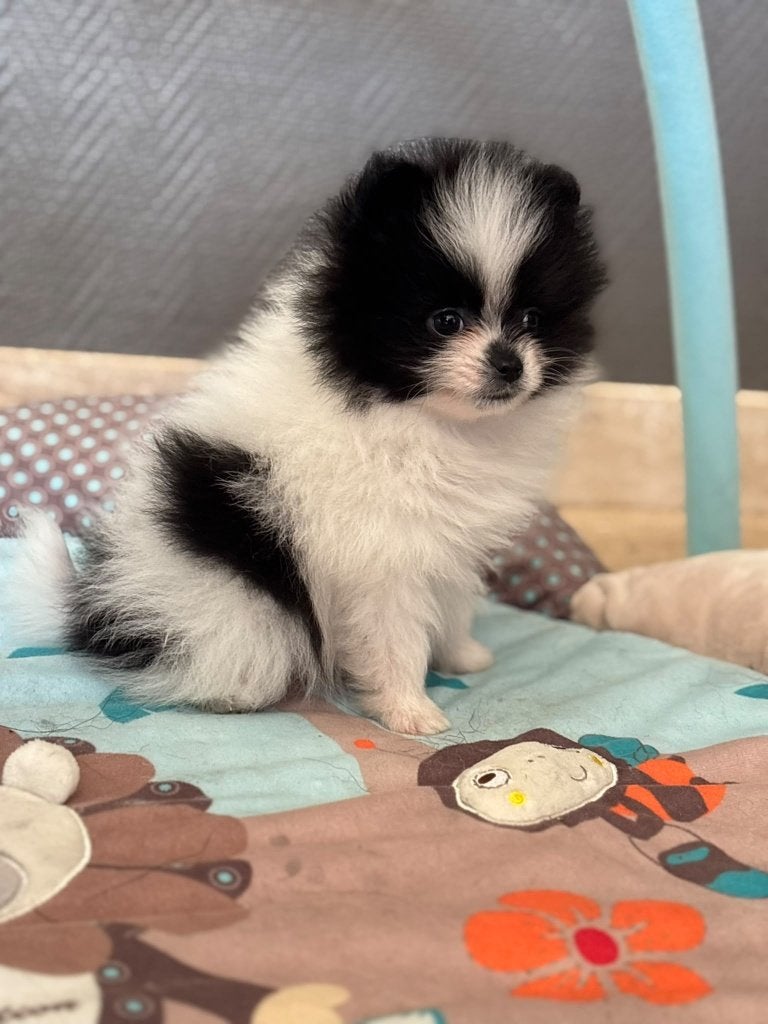 Pomeriaan pup (dwerg keesje) Rue, Loulou, Chien (mâle), Maladie de Carré (chiens), Belgique