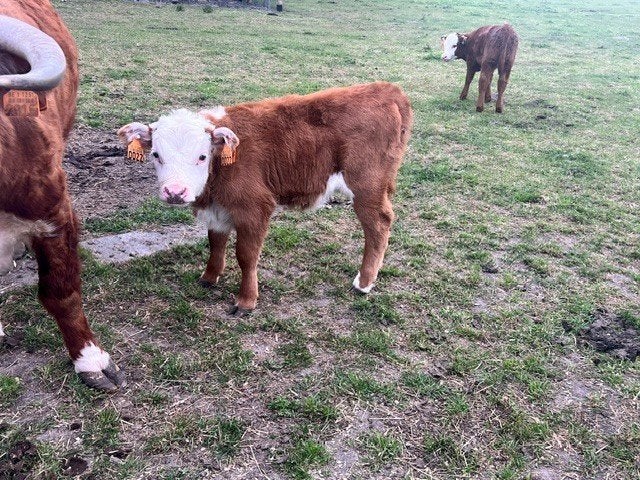 Mini - Hereford, Meerdere dieren, 0 tot 2 jaar