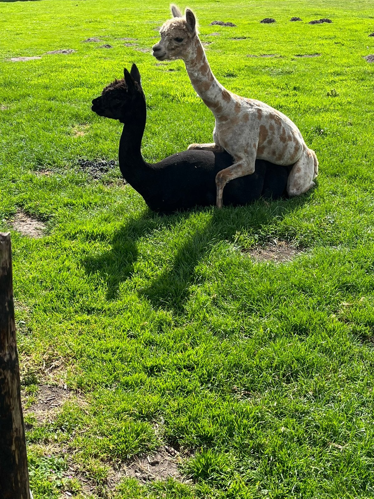 Alpaca merry, Mei, Vrouwelijk