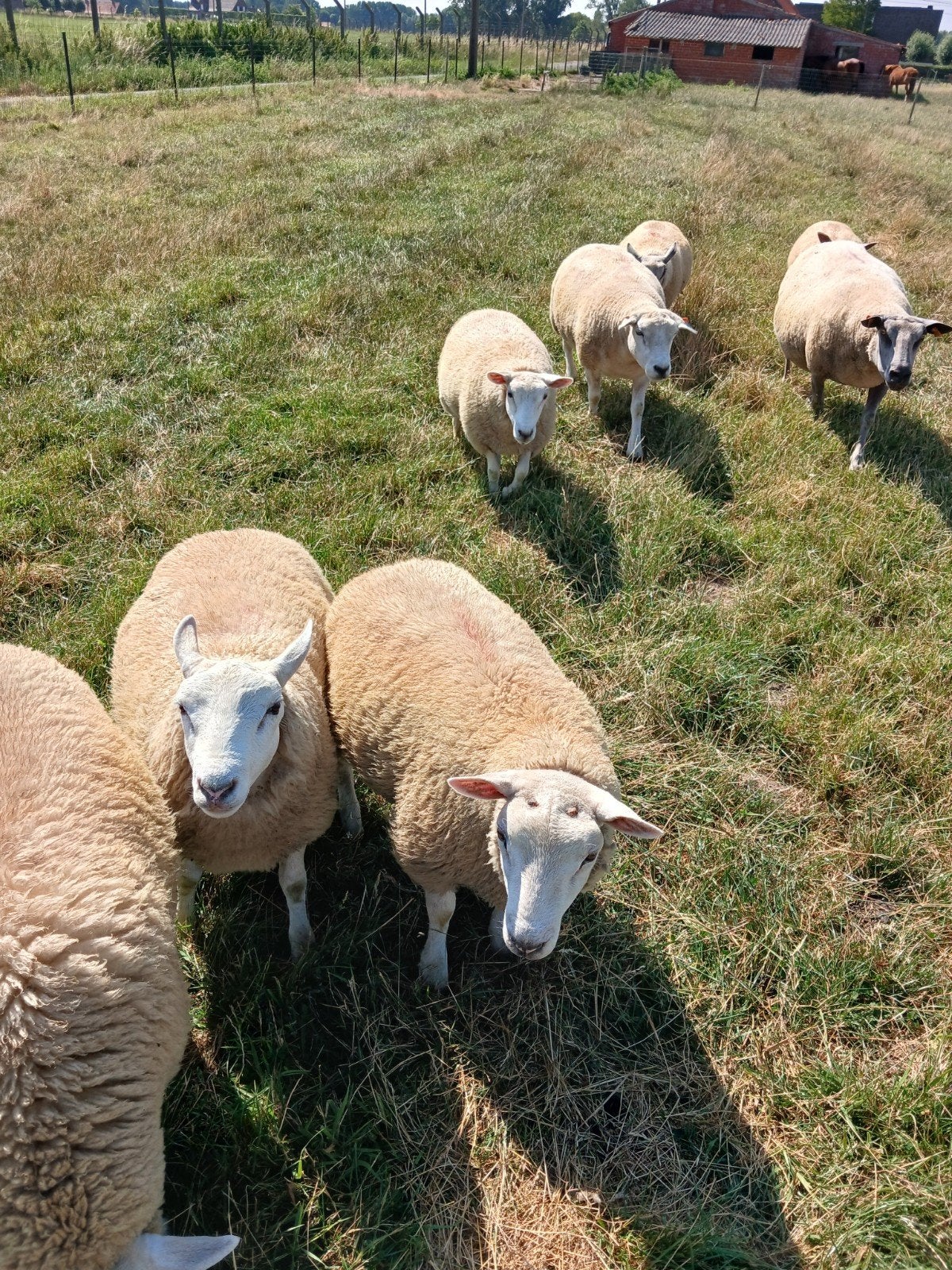 franse texel ram en ooilammeren