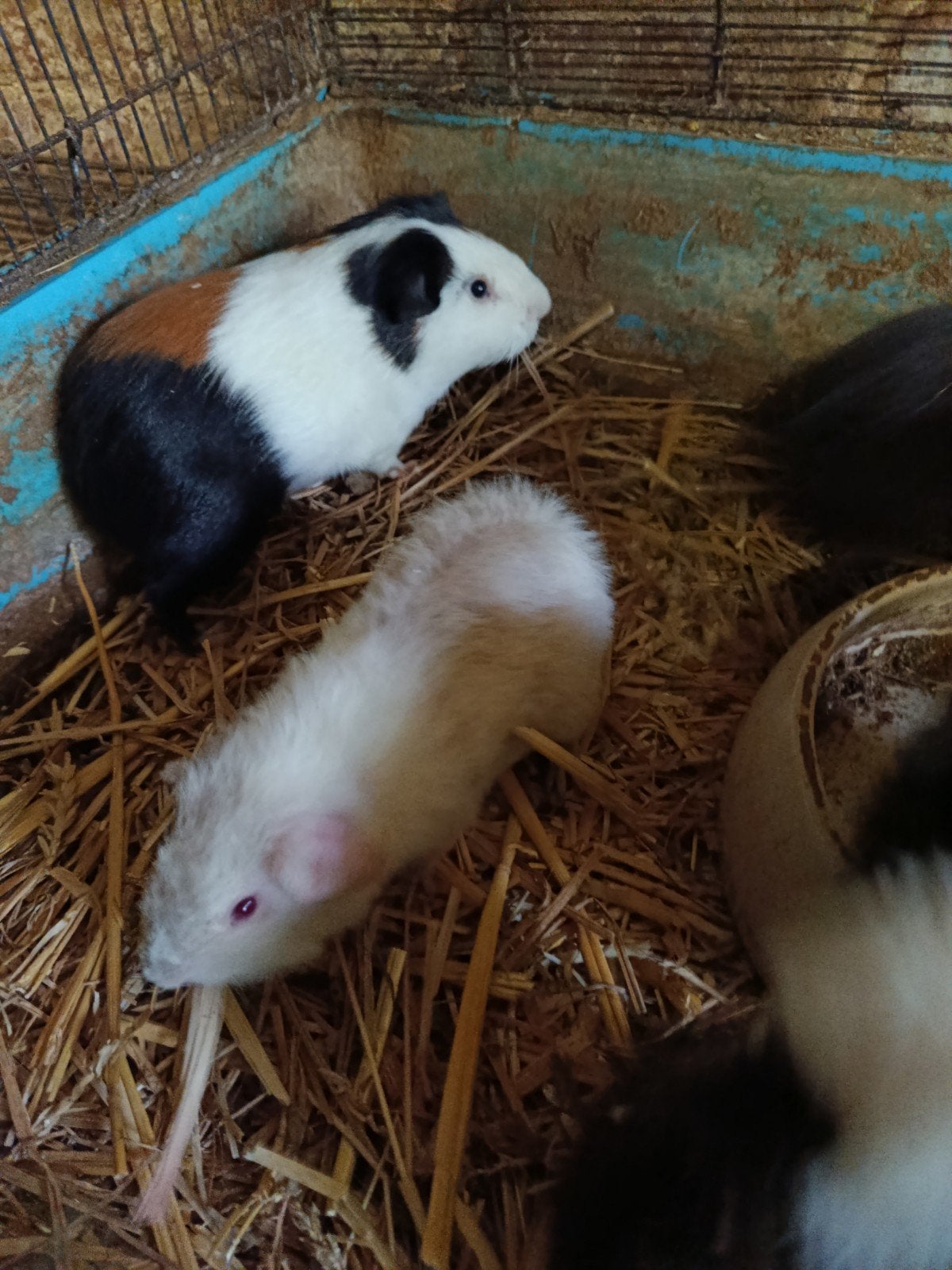 cavia beertjes, Dieren en Toebehoren, Knaagdieren, Cavia, Mannelijk, December, Tam
