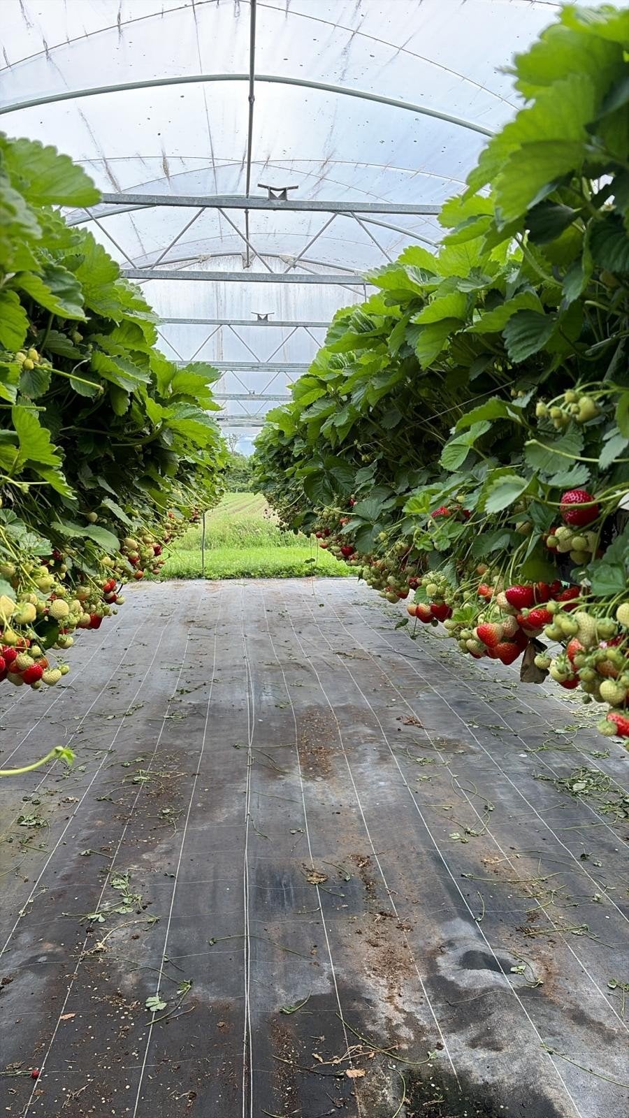 Trayplanten Elsanta, Zakelijke goederen, Landbouw | Aardappelen, Groenten, Fruit en Vlees, Ophalen