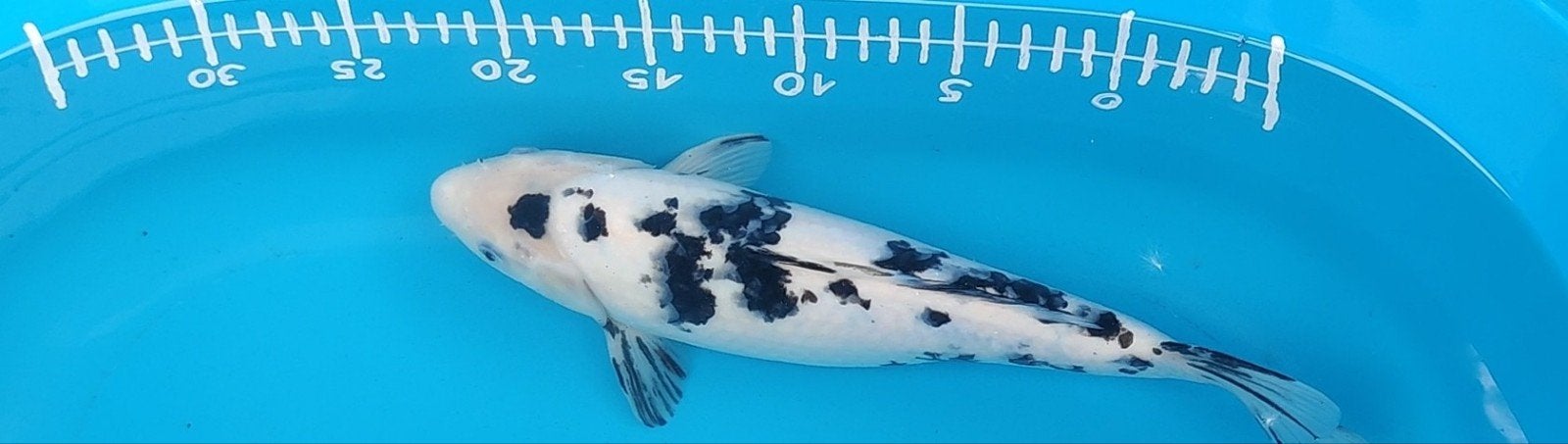 Bekko, Animaux & Accessoires, Poissons | Poissons d'étang