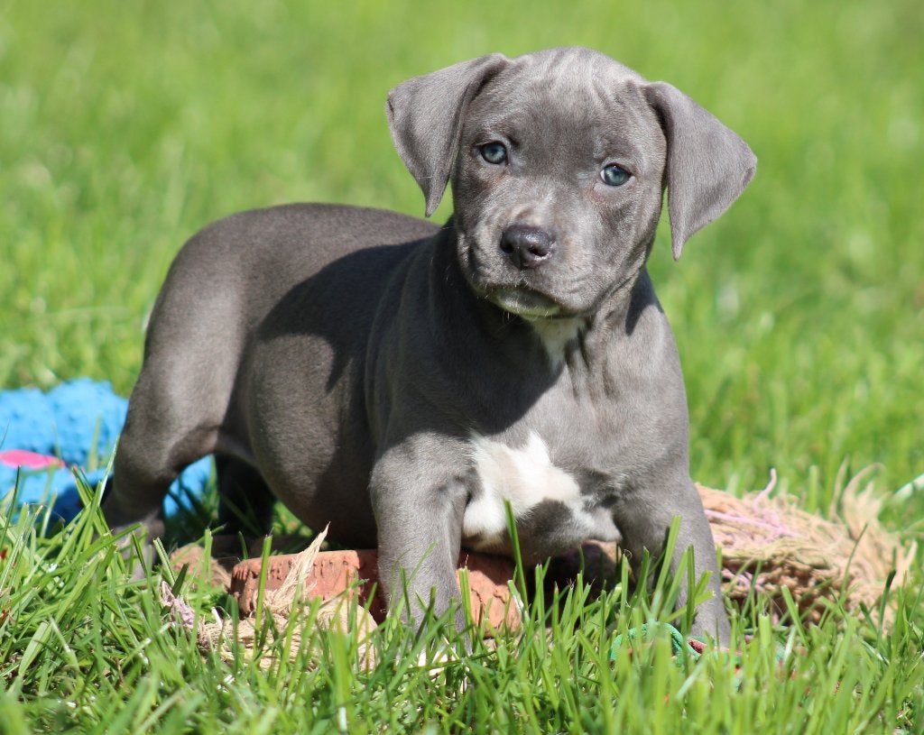 Chiots Stafford américains, American Staffordshire Terrier, Maladie de Carré (chiens), Chienne, Belgique
