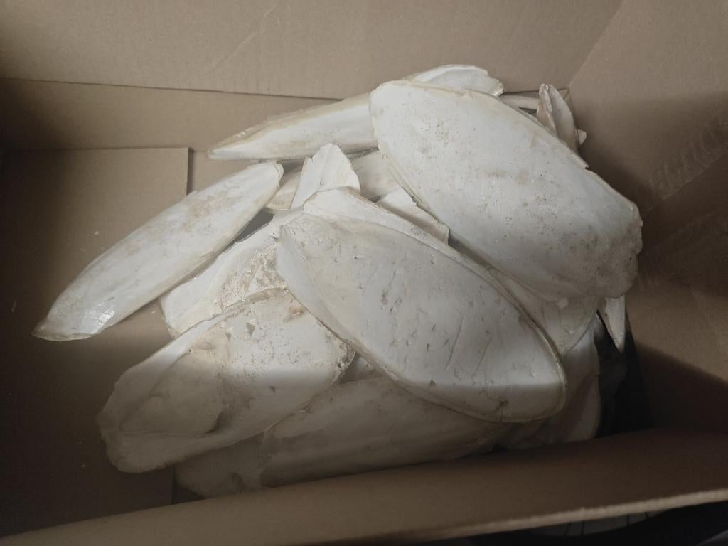 Lot van meer dan 30 stukken Sepia ,ideaal voor schildpad enz, Boeken, Dieren en Huisdieren, Ophalen of Verzenden