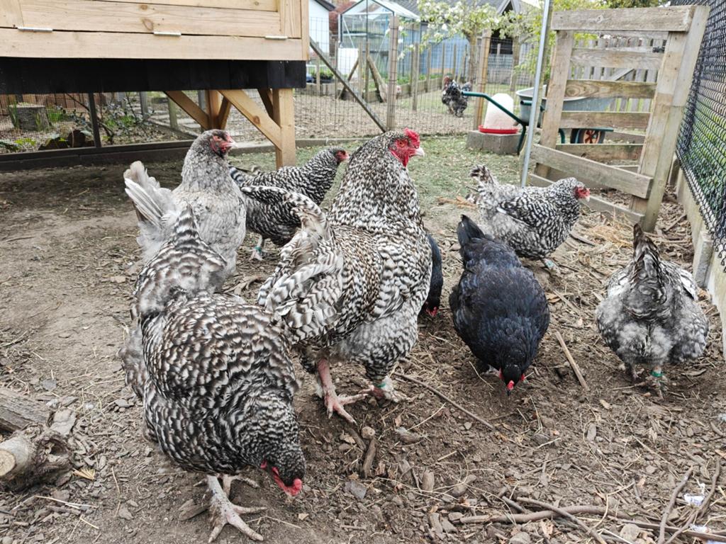 Œufs à incuber - Mechelen Turkeykop